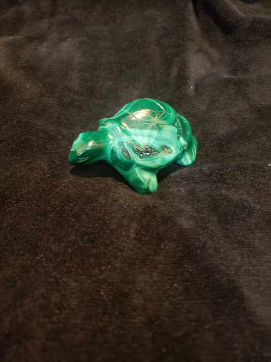 MALACHITE  TURTLE
