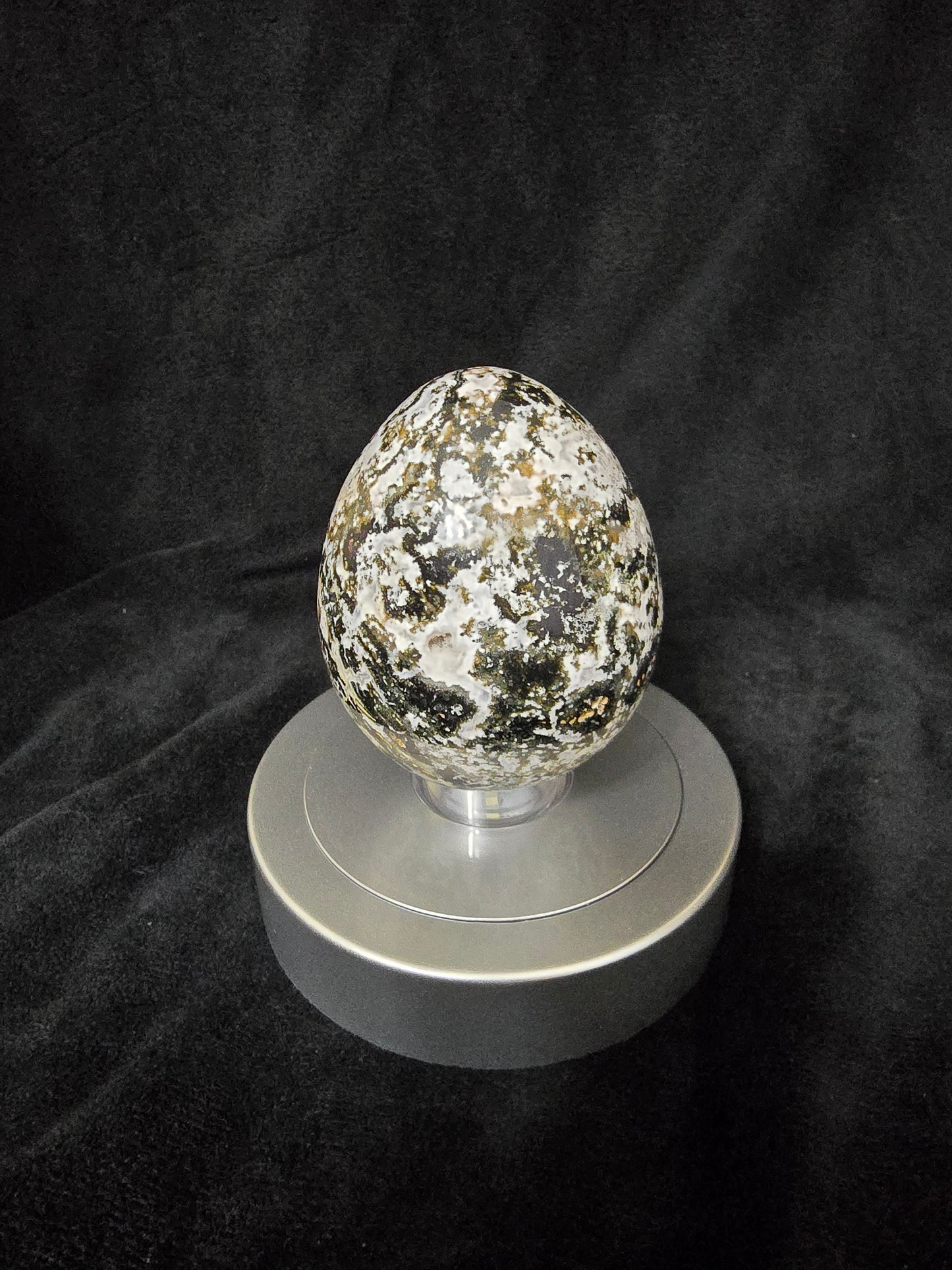 ZEBRA JASPER EGG